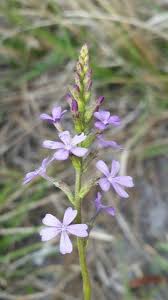 Image result for Buchnera