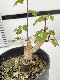 Image result for Adenopodia schlechteri