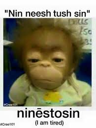 Often Times One Cree Term Describes Several English Words Or Sentences Monkeys Funny Fun Workouts Cute Funny Animals