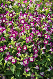 Image result for Torenia thouarsii