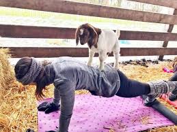 Are Animal Workouts A Good Or Bad Idea Goat Yoga Dog Yoga Cat Yoga