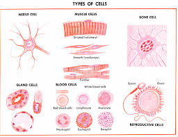 Cell Biology Cells Tissues Organs Systems Cell Biology Tissue Biology Cells And Tissues