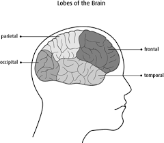 Survival rates for brain and spinal cord … The Brain And Spinal Cord Canadian Cancer Society