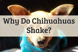 Reasons Why Your Chihuahua Is Shaking 2021 Full Guide