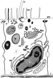 Maybe you would like to learn more about one of these? Ultrastructure Of Cells Sciencedirect