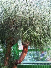 Grădina botanică „dimitrie brândză a universității din bucurești, care poartă numele fondatorului ei începând din anul 1994, este situată în prima grădină botanică din bucurești a fost întemeiată în 1860, lângă facultatea de medicină, de către carol davila. Weekend Printre Flori Gradina Botanica Din Bucuresti Blog In Tandem