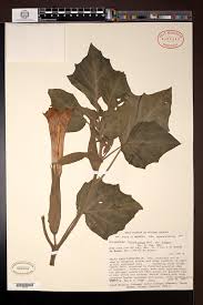 Image result for Datura inoxia
