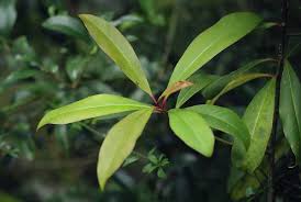 Image result for Rapanea melanophloeos