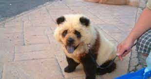 因為這條狗 主人被捉去２８次 panda dog designer dogs breeds dogs