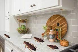 Mix equal parts of baking soda and sugar and place the mixture in places you see roaches roaming around. How To Get Rid Of Cockroaches In Kitchen Cabinets