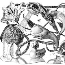 Olivia Knapp Hatch Drawing Art Illustration