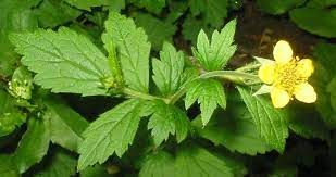 Avens are hardy perennials, often known by their scientific genus name (geum). Avens Wiktionary