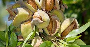 The raintree grows moderately and bears. How To Plant Grow And Care For Almond Trees Gardener S Path