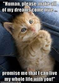 Human Please Make All Of My Dreams Come True Promise Me That I Can Live My Whole Life With You Lolcats Lol Cat Memes Funny Cats