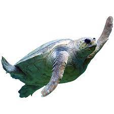 A Cutout Photo Of A Majestic Sea Turtle Swimming Overhead Turtle Sea Turtle Animals Images