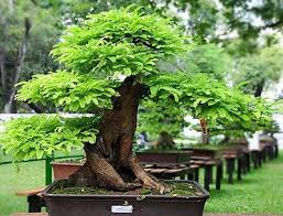 We did not find results for: How To Grow Tamarind Tree Growing Tamarind Andy Garden Manage Gfinger Is The Best Garden Manage App