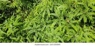 Image result for Dicranopteris elegantula