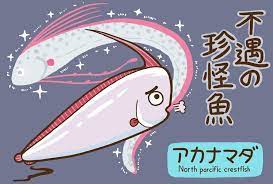 高橋のぞむ まんがでわかる動物講座 t marohiko アカナマダ 深海に生息する謎多き魚 リュウグウノツカイという魚に似ているが 見た目も派手で名前もかっこいい あの深海のトップスターと比べると 下位互換っぷりが否めないフライゴン系深海魚 そんなアカナマダにも