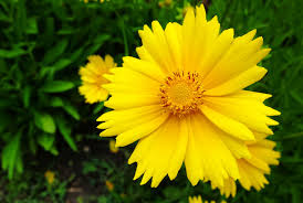 ● bees love clumps and borders of these compact. 10 Gorgeous Pollinator Friendly Flowers For Your Garden