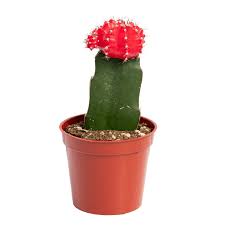 Moon cactus is native to desert regions of south america, such as northeast argentina, brazil if you grow your moon cacti in a small pot, it will be more than enough if you water it once a week. 2 5 Moon Cactus Vermeer