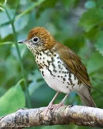 Pin By Dana Tingey On Birds Pet Birds Beautiful Birds Backyard Birds