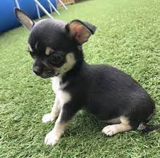 Regalo cani piccola taglia in vendita in animali: Regalo Chihuahua Da Volontario A Cuccioli Di Chihuahua Toy Disponibile Per L Adozione Statura Molto Piccola I Cuccioli Hanno Circa