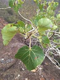 Image result for Ficus abutilifolia