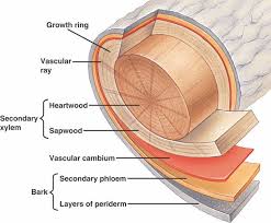 Link Anatomy Of A Tree Plant Study Plant Science Biology Plants