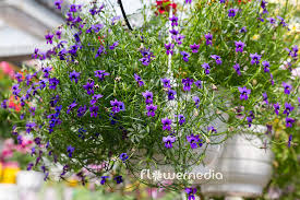 Image result for Monopsis