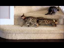 By week 10, kittens shall be fully mobile which means they could run through the house by themselves without much difficulty. Bengal Kittens 10 Weeks Old Youtube