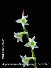 Image result for Rangaeris muscicola