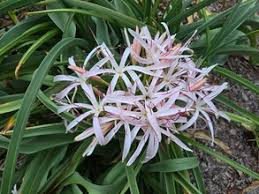 Image result for Crinum rautanenianum