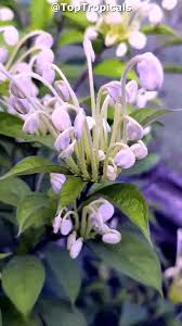 Image result for Clerodendrum incisum