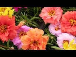 ipek cicegi kedi tirnagi cicegi uretimi ve bakimi silk flowers youtube guller cicek bi tki
