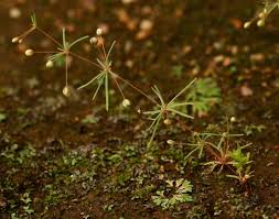 Image result for Hypertelis cerviana