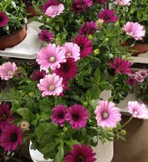 Image result for paprskovka obrázek