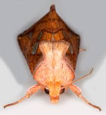 Image result for Plusia putnami