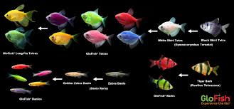 A variety of different glofish are currently on the market. Curious About The Origins Of Glofish You Can Learn More Here Http Bit Ly Glofaq Glofish Glow Fish Fresh Water Fish Tank