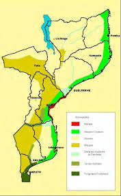 Image result for Memecylon rovumense