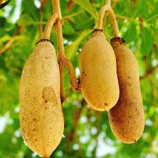 Image result for Glenniea africana