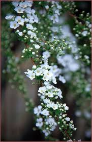 Dans Mon Jardin Secret Il Y A Jardins Jardins Blancs Fleur Jardin