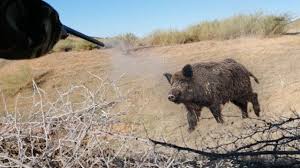 Heureusement yannick a pu mettre fin au carnage mais c'est déja tard. Chasse Sanglier 2019 2020 Tir D Un Sanglier A 16m Youtube
