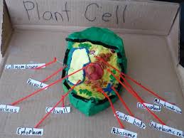 Plant cells and animal cells are shaped differently and contain different parts. 3d Plant Cell With Labels Biological Science Picture Directory Pulpbits Net