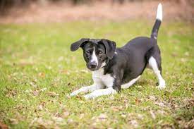 Dog Tail Facts Info On Wagging Chasing And More Great Pet Care