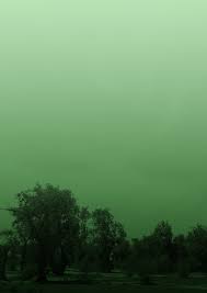 Image result for Zygophyllum leucocladum