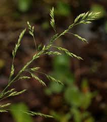 Image result for Poa schimperiana