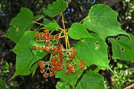 Image result for Dombeya acutangula