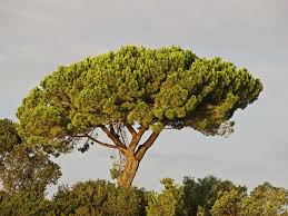 Italian Stone Pine Tree Care - Tips For Growing Italian Stone Pine Trees