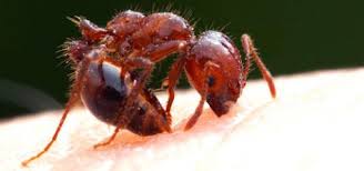 Image result for ant bite