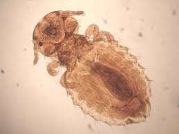 Image result for what do Mallophaga look like in dog fur